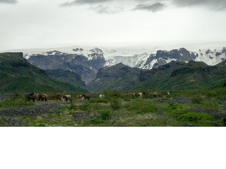 Riding with the Herd in Iceland 